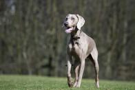 <p>This loving and affectionate dog <a href="https://www.akc.org/dog-breeds/weimaraner/" rel="nofollow noopener" target="_blank" data-ylk="slk:was originally bred in Germany as a gun dog;elm:context_link;itc:0;sec:content-canvas" class="link ">was originally bred in Germany as a gun dog</a> to handle big game such as bears and mountain lions. Athletic and spunky, Weimaraners are eager to please, but they also need lots of mental stimulation to stay happy. </p><p><strong>Height:</strong></p><ul><li>19 to 24 inches</li></ul><p><strong>Weight:</strong></p><ul><li>4o to 70 pounds</li></ul><p><strong>Life expectancy:</strong></p><ul><li>12 to 16 years</li></ul>