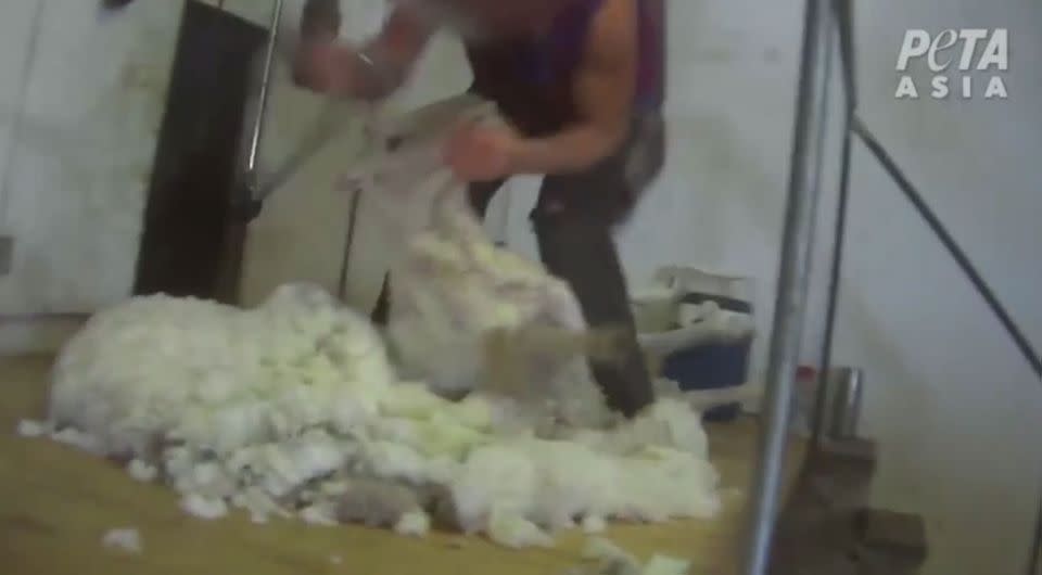 A wool shearer is about to strike a sheep in the head with his shears. Source: PETA