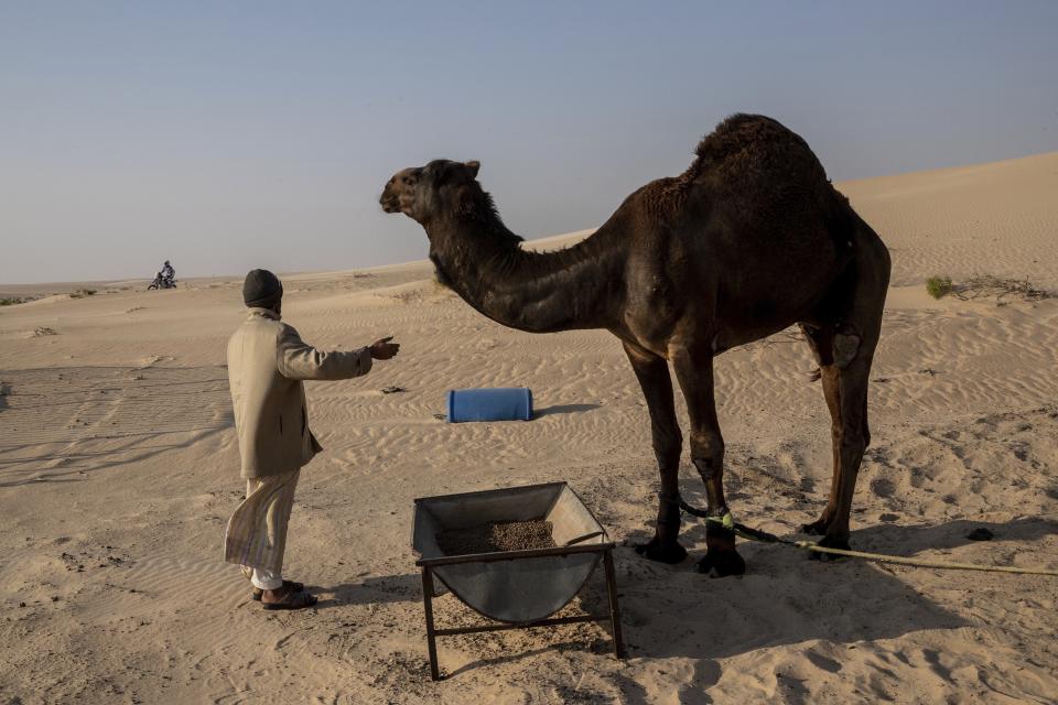 Un pastor de camellos observa el paso de una motocicleta durante la décima etapa del Rally Dakar entre Haradth y Shubaytah, Arabia Saudita, el miércoles 15 de enero de 2020. (AP Foto/Bernat Armangue).