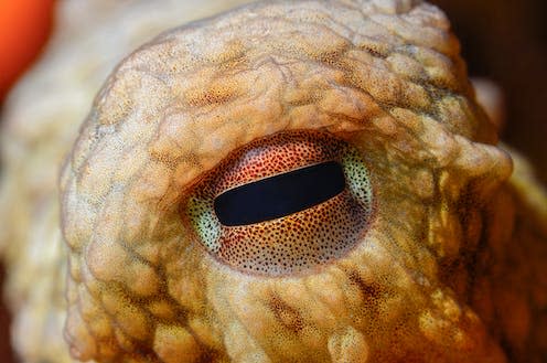   <span class="attribution"><a class="link " href="https://www.shutterstock.com/image-photo/close-octopus-eye-vulgaris-cuvier-1797-1968735136" rel="nofollow noopener" target="_blank" data-ylk="slk:Osman Temizel/Shutterstock;elm:context_link;itc:0;sec:content-canvas">Osman Temizel/Shutterstock</a></span>