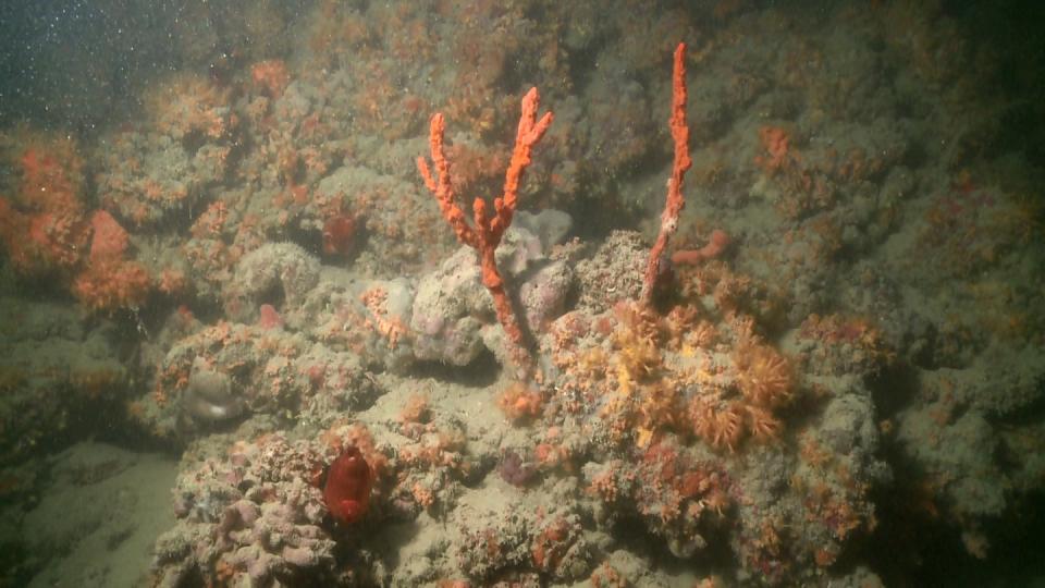 Das Videostandbild zeigt einen Teil eines Korallenriffes in der Adria vor der italienischen Stadt Monopoli. Foto: Cataldo Pierri/Universita degli Studi di Bari