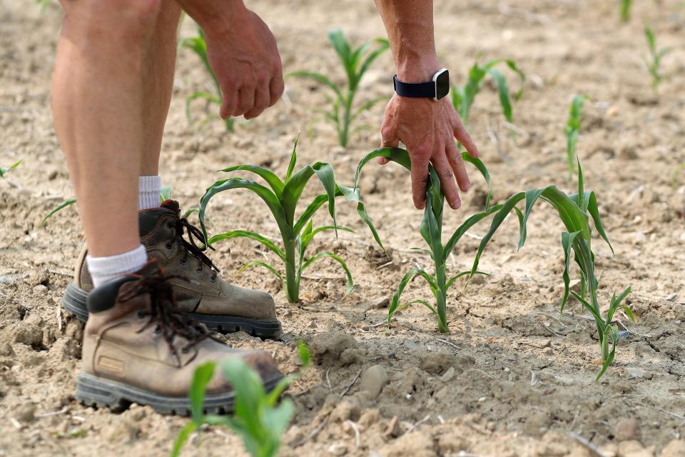 Mike May explains that dry weather conditions can lead to poor germination in his sweet corn crops, causing them to wilt and curl.