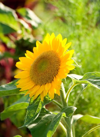 Sunflower. (Marty Baldwin)