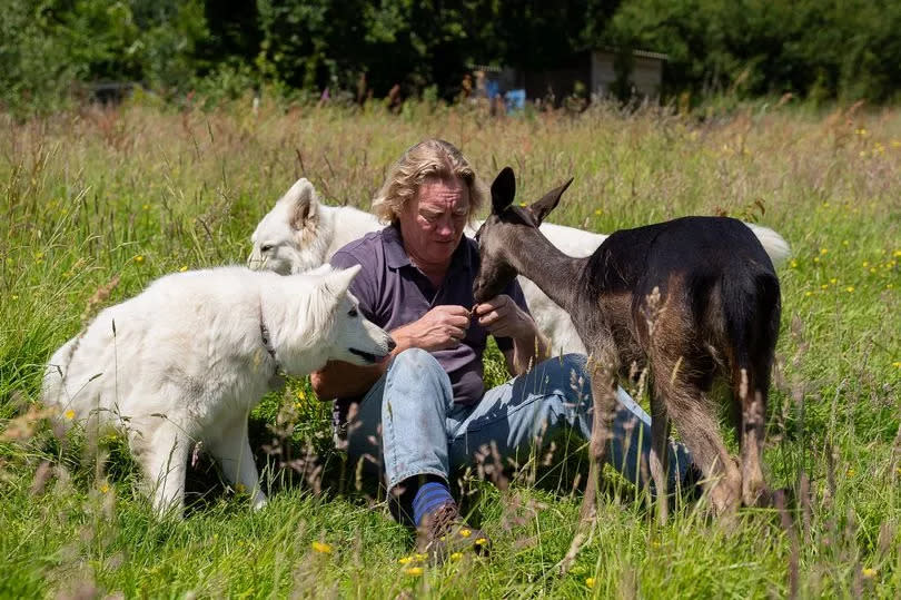 Steve Hopper, deer Milly and his German Shepherds Fox and Bear