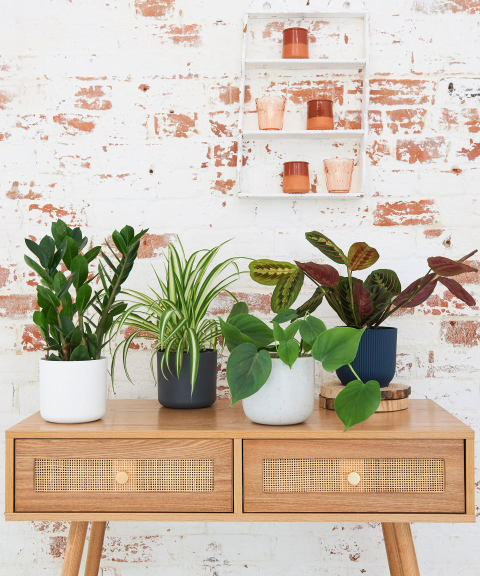 12 low-light indoor plants for shady spots in your home