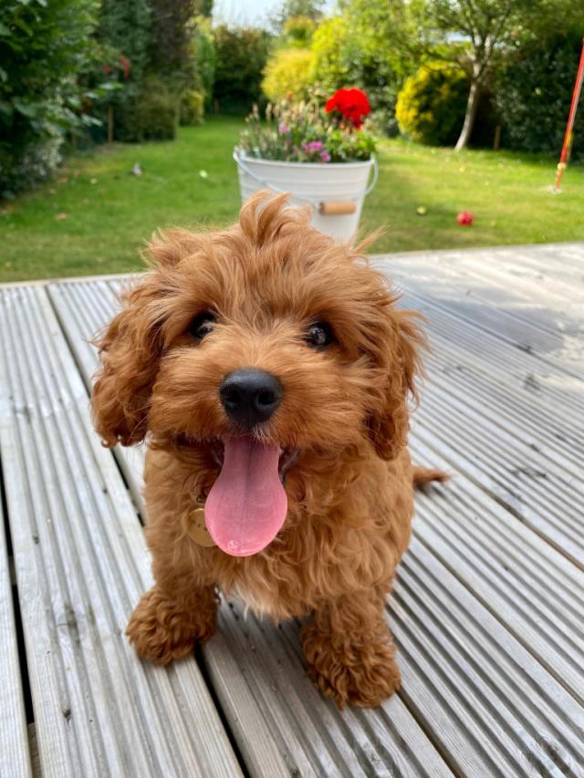 find cockapoo puppies