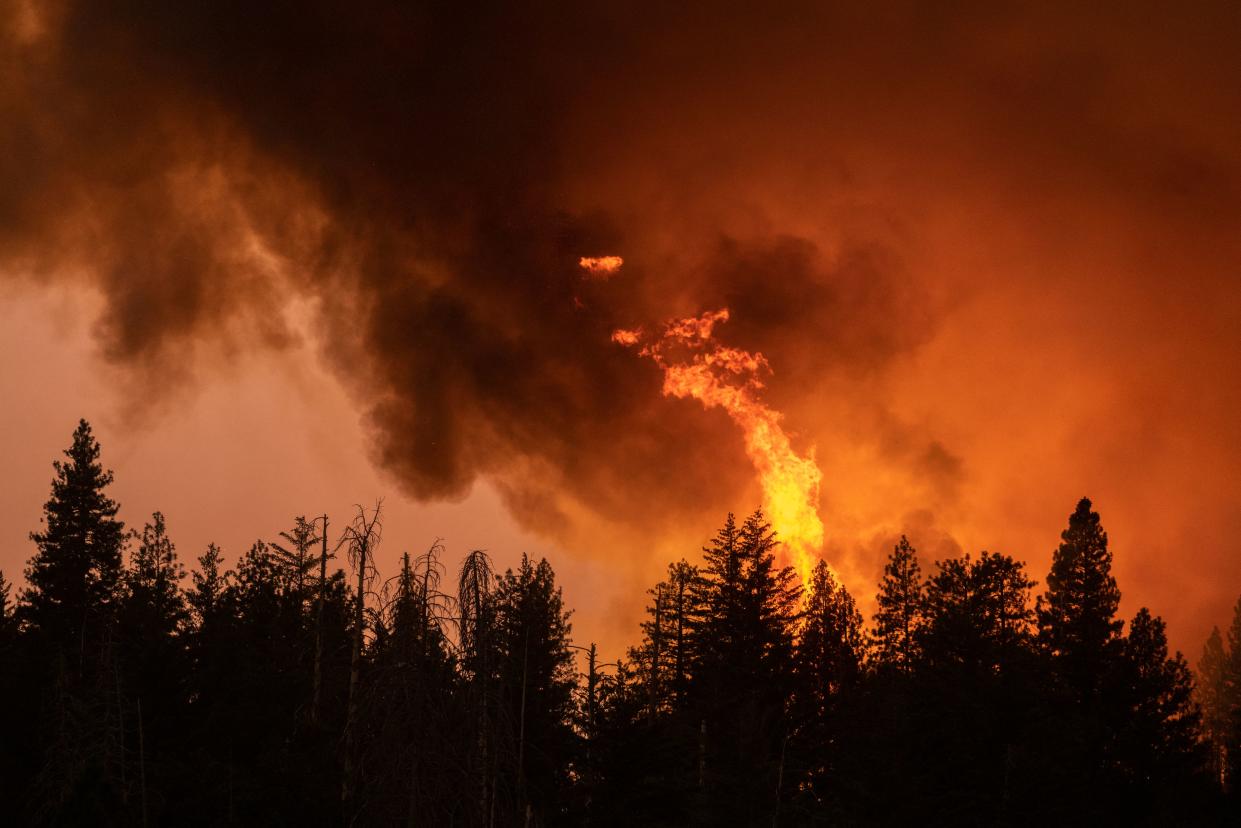 A forest is incinerated by the Oak Fire 