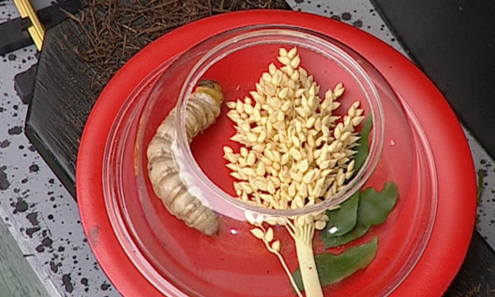 Are grubs off the I’m a Celebrity menu?