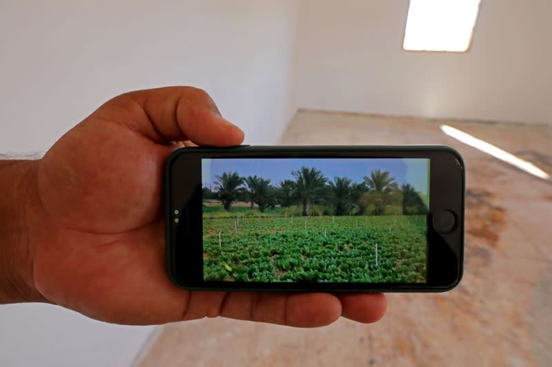 View shows the orange trees field dried at Bouzid farm, after the clashes, in Ain Zara, Tripoli