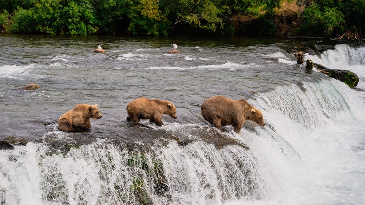 <span class="article__caption">Cubs watch and learn to fish for salmon, Katmai National Park. </span> (Photo: Pradeep Nayak/Unsplash)