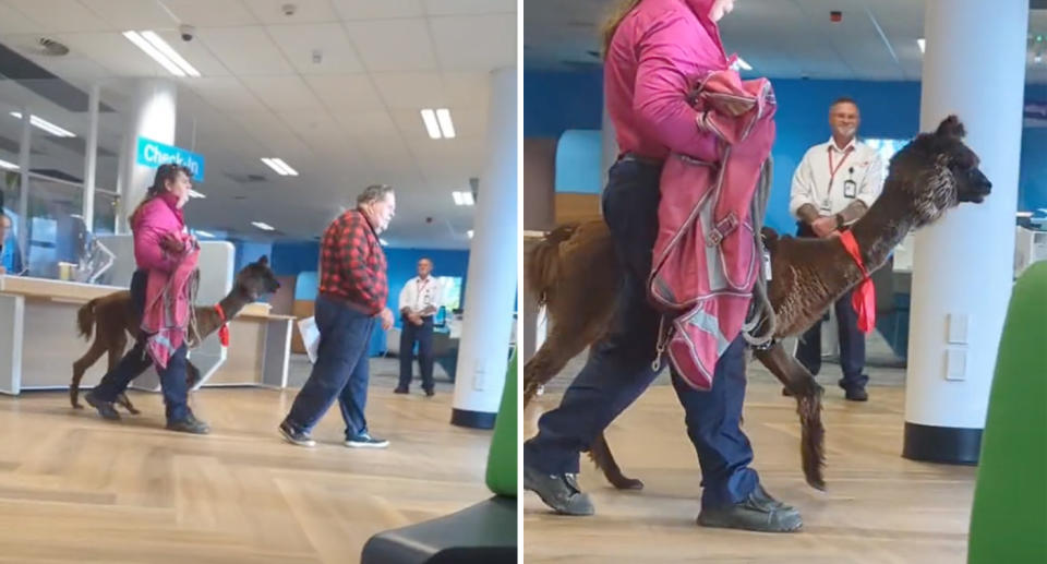 The brown alpaca being led toward the exit by an animal handler in pink (right) and another man (left). 