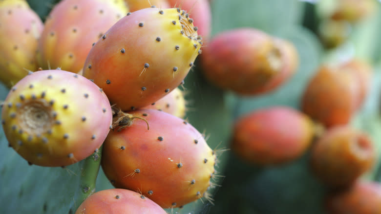 prickly pear fruit