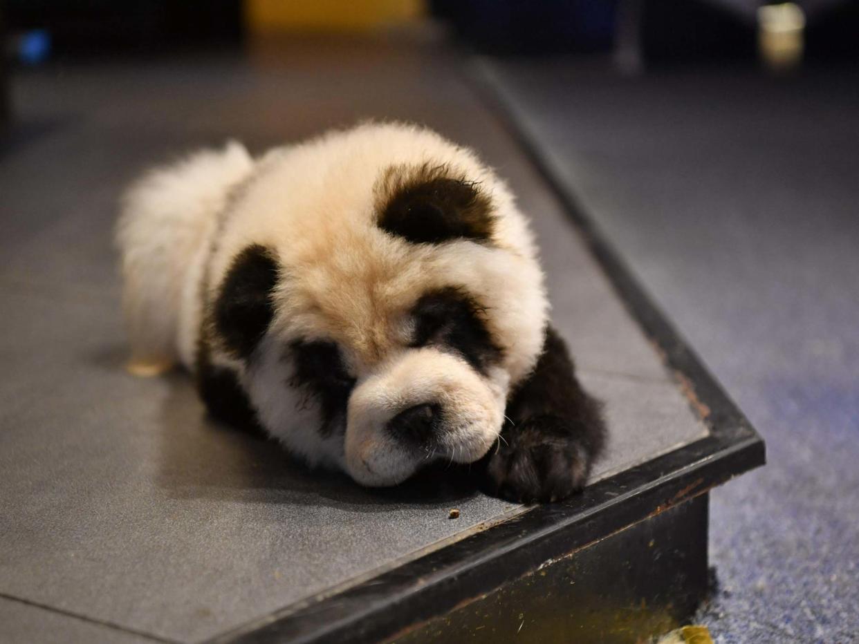 Pandering to their audience: Cute Pet Games Cafe's 'panda dogs': VCG via Getty Images