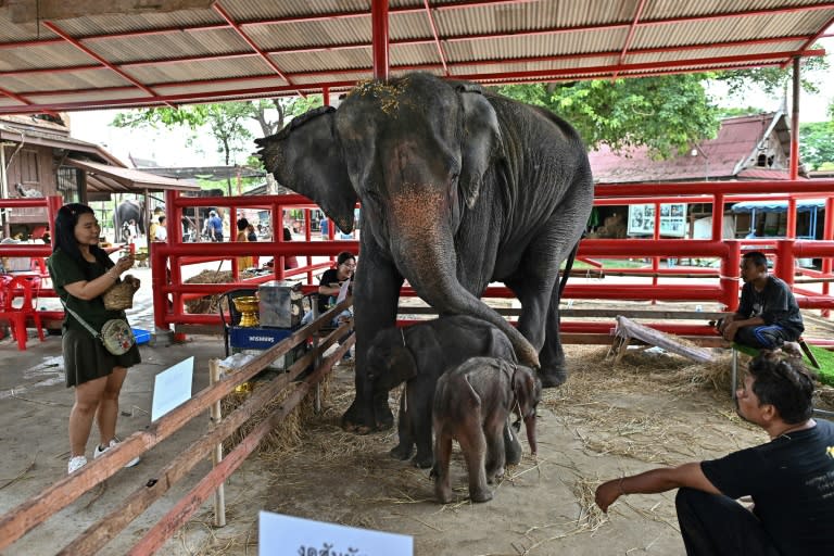 La elefanta Jamjuree junto a sus dos gemelos recién nacidos en la ciudad tailandesa de Ayutthaya, el 10 de junio de 2024 (Manan VATSYAYANA)