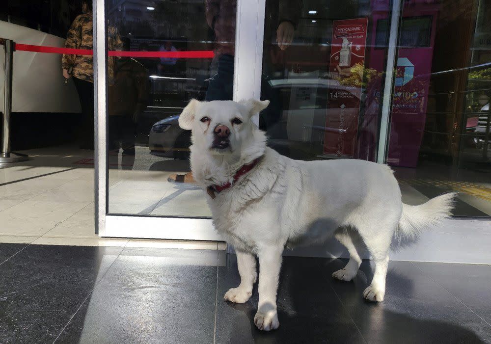 A devoted dog has spent days waiting outside a hospital in northern Turkey where her sick owner was receiving treatment. (Photo: DHA via AP)