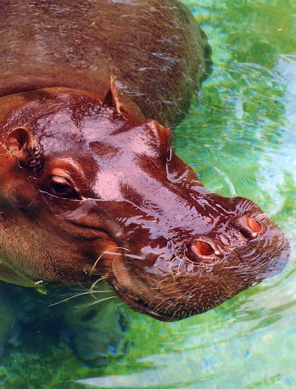 Blackie the hippo died on Jan. 13, 2014.