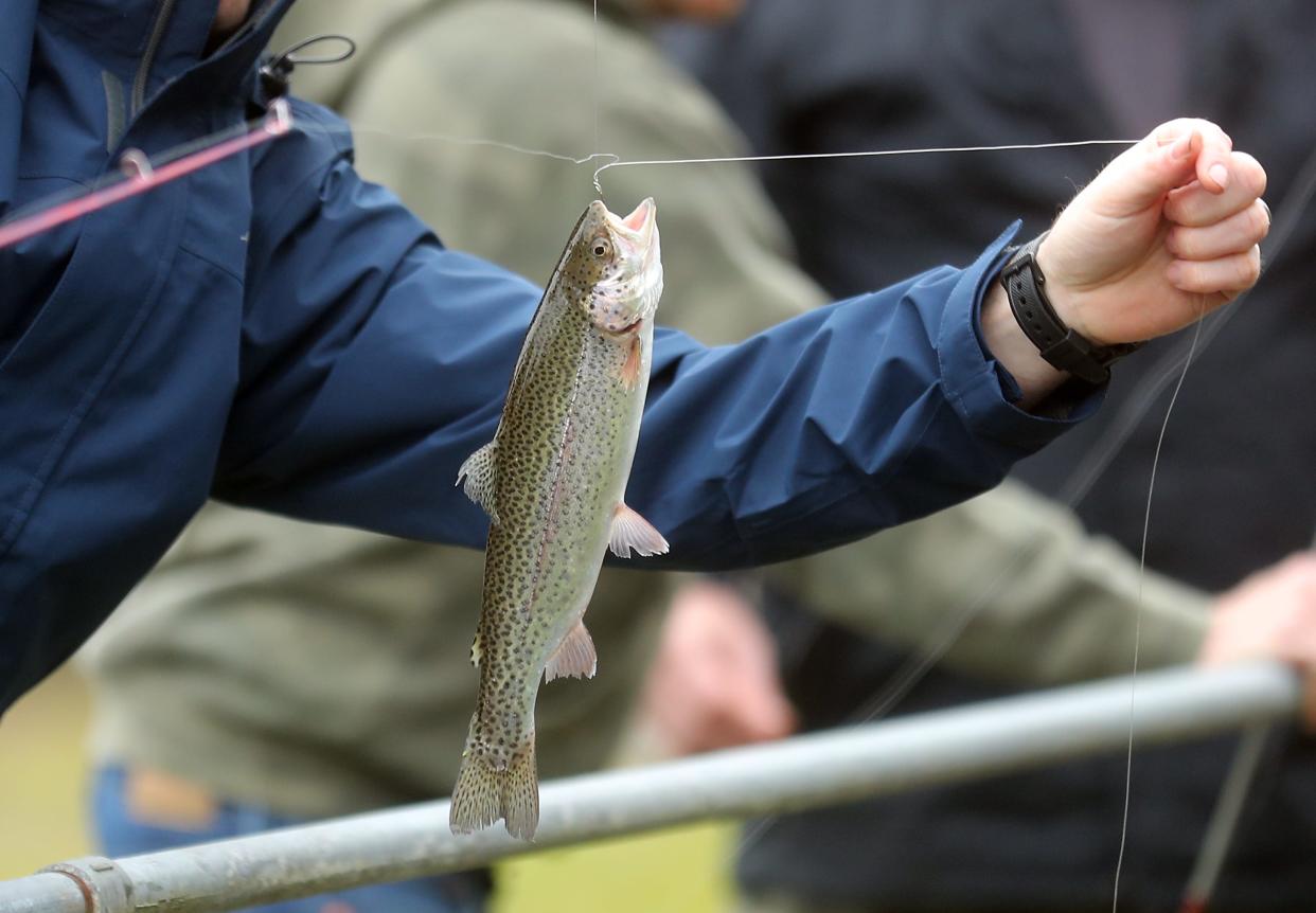 A rainbow trout is hoisted out of the raceway tangled with another angler’s line during the 74th annual Kid’s Fishing Party at the Gorst Fish Hatchery in Bremerton, Wash. on Saturday, April 27, 2024.