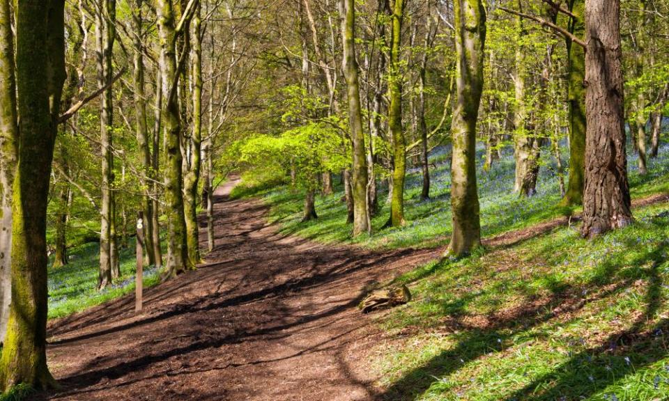 Woodlands in Cardiff in May