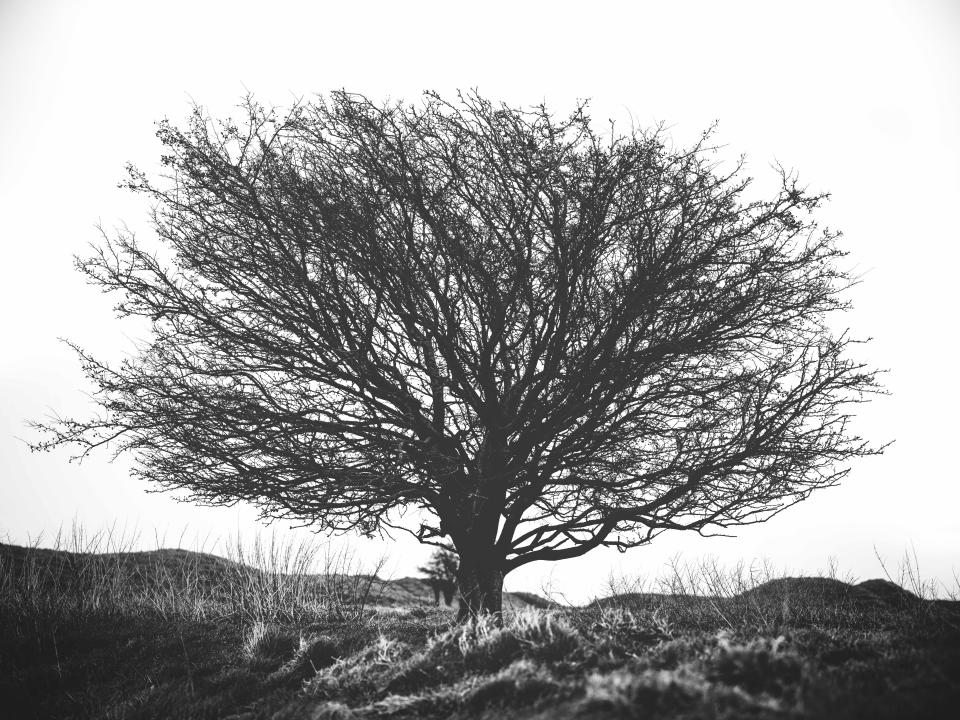 Hasselblad 907X & CFV 100C sample image of a tree in stark black and white