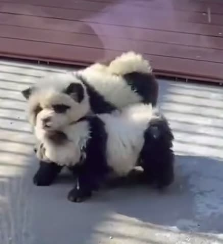 Zoo reps claimed that “a lot of people are coming to visit” the “panda dogs,” requiring guests to wait in long lines. Jam Press Vid