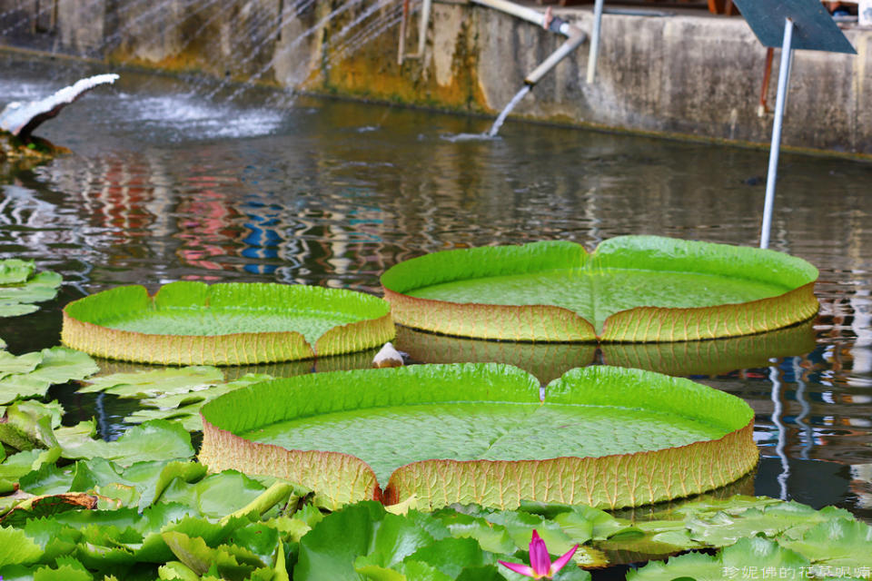 蓮緣香水蓮花園