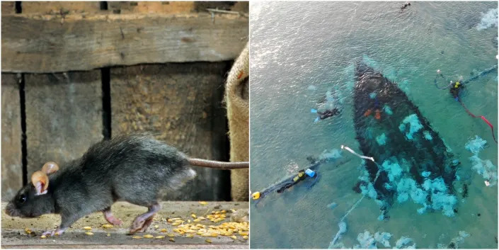 A black rat, also known as a ship rat, next to the Ma'gan Michael B ship