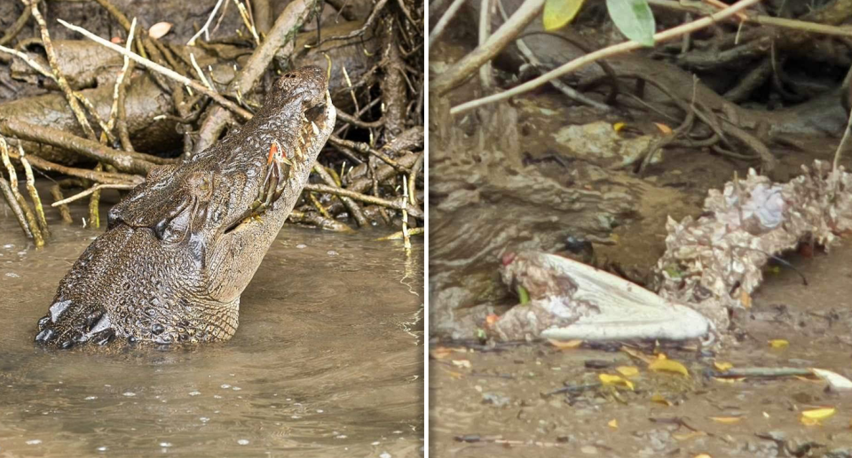 Left - the live crocodile. Right - the dead one.