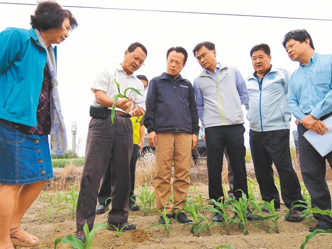 台南區農業改良場朴子分場長游添榮（左二）向嘉義縣長翁章梁（左三）、農委會主委陳吉仲（右三）等人說明災損情形。（張毓翎攝）