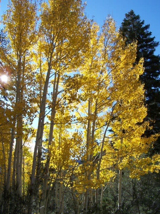 Fall colors on Mt. Charleston, Oct. 4, 2008. (Greg Haas / 8NewsNow)