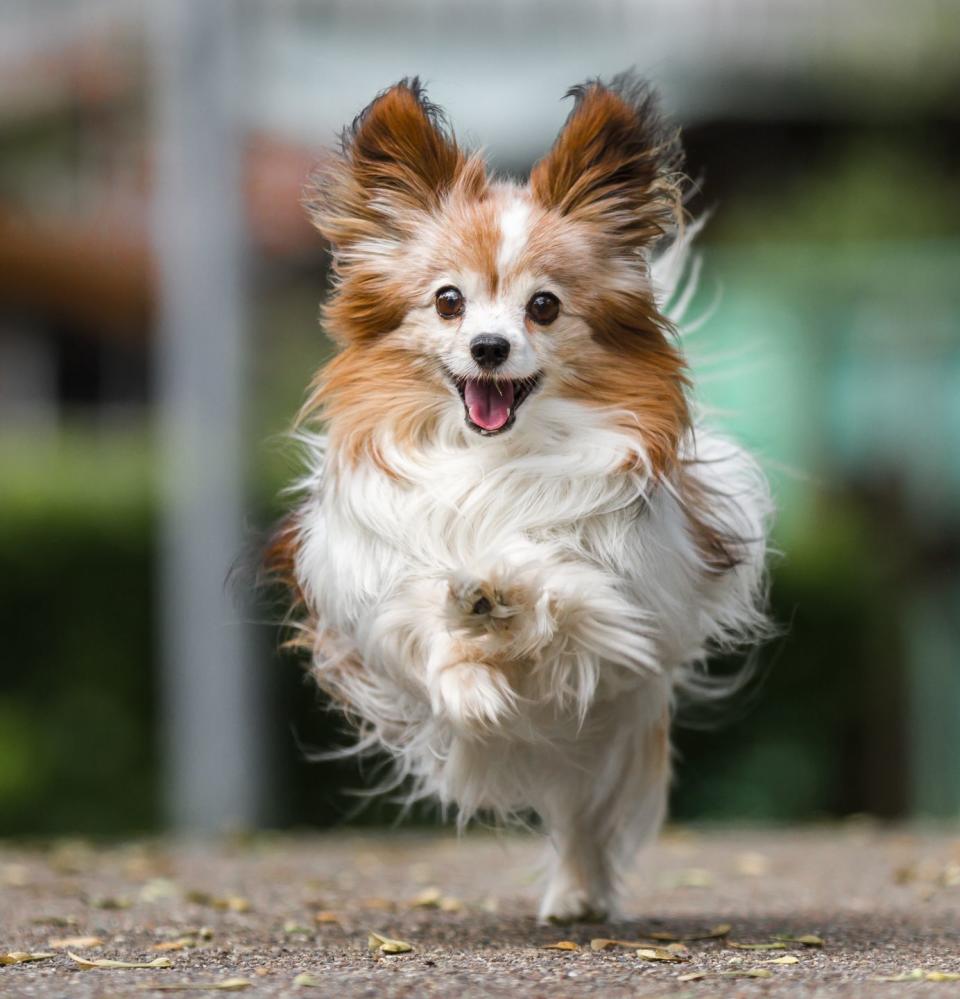 close up of running papillon dog smallest dog breeds