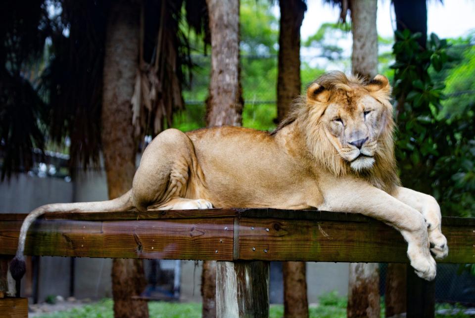 Ruaha the African lion rests on his perch at Naples Zoo at Caribbean Gardens in September.