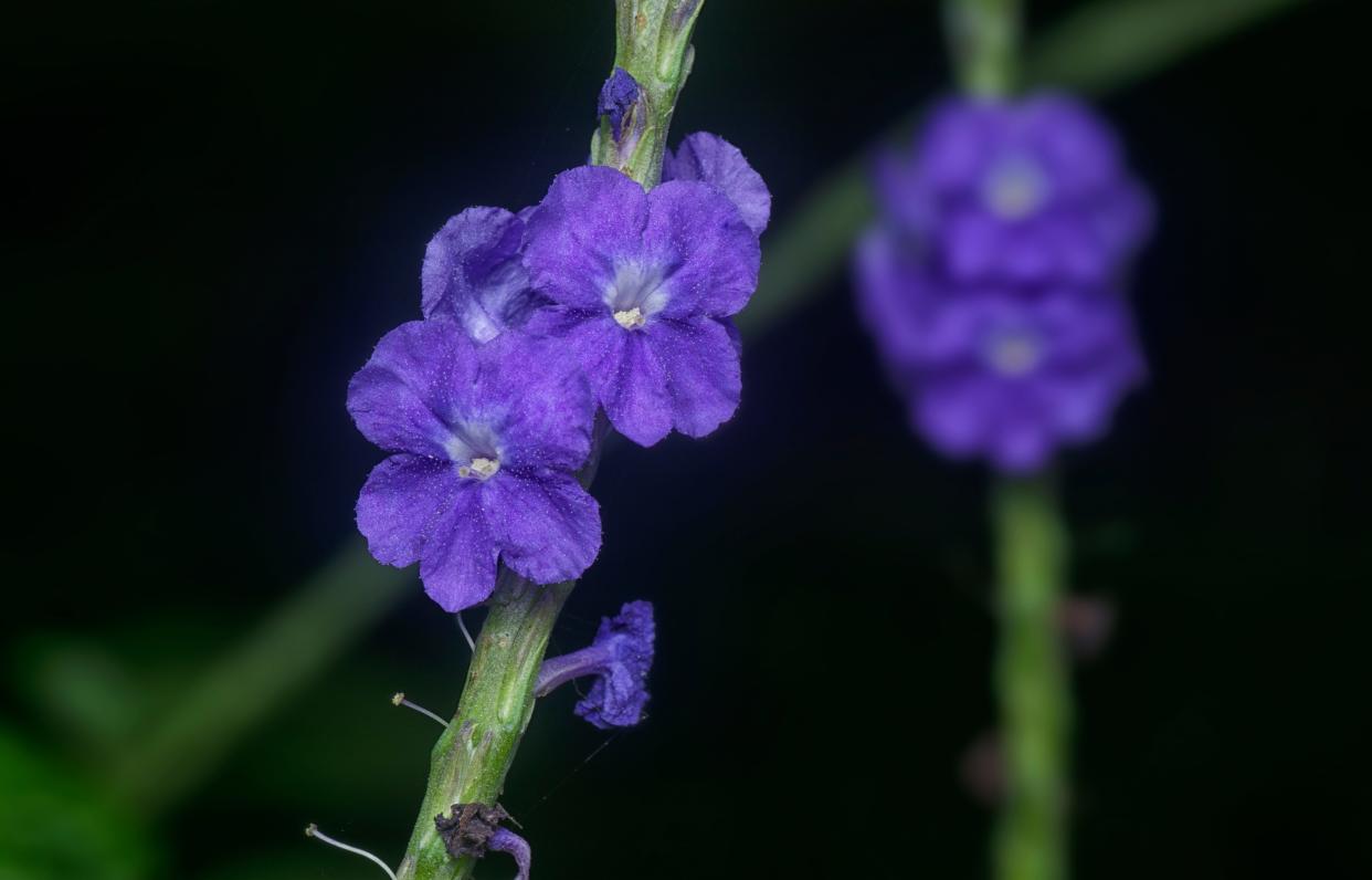 Blue porterweed, a native perennial, is a favorite of butterflies.