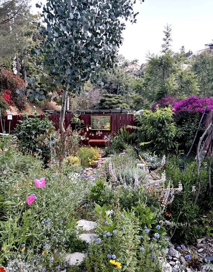 A lush garden with various plants, flowers, and a mirror reflecting the greenery