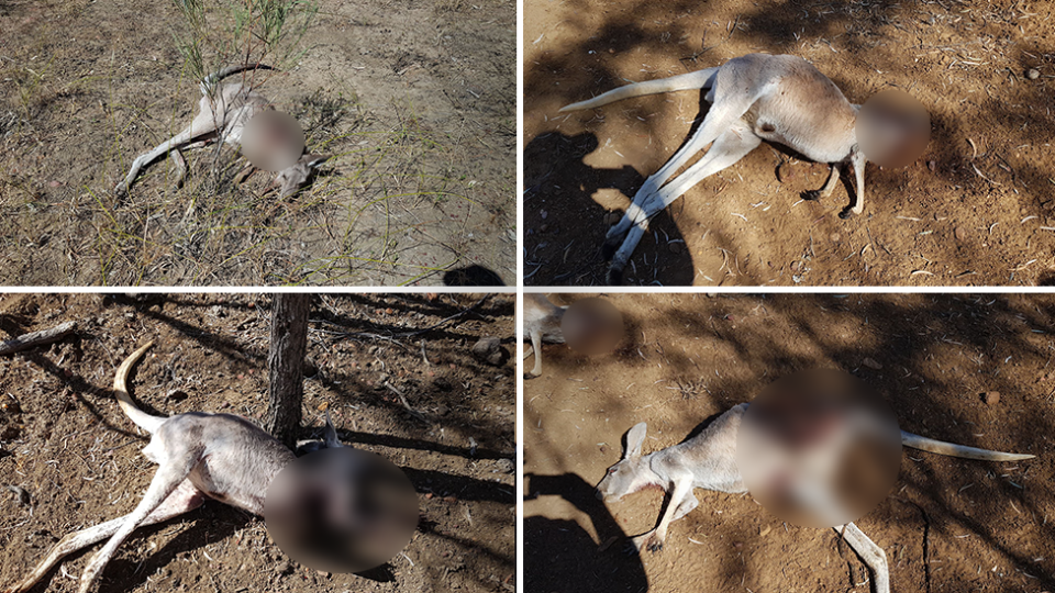 After finding three dead kangaroos on Monday (bottom left to top right), Ms Palmer's son then located another on Tuesday (top left). Source: Supplied