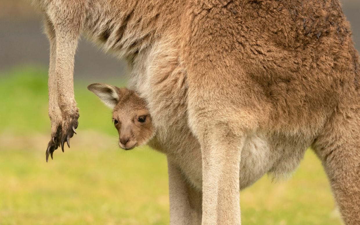 Studying pregnancy in marsupials like kangaroos has helped us understand how to improve IVF success rates - getty