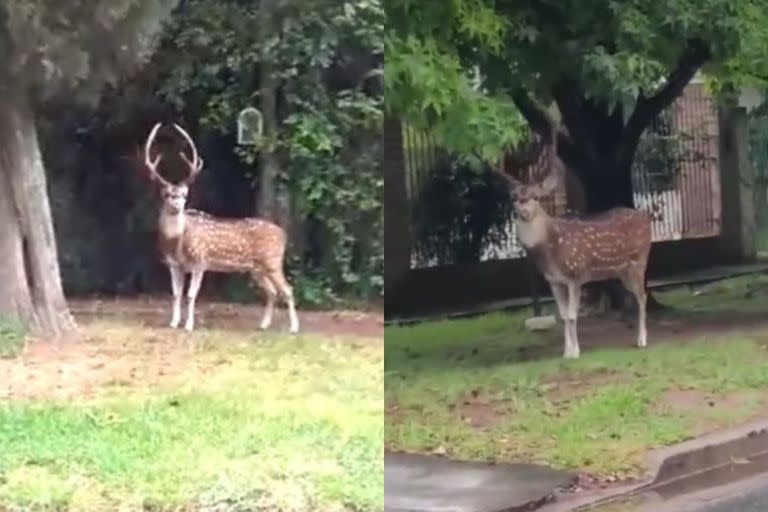 Ciervo atemoriza a los vecinos de La Plata