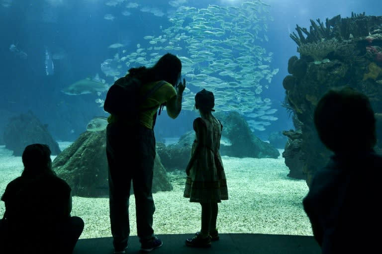 Oleksandra, a 7-year-old first time participant in the "Blue Summer" project, visits the Lisbon Oceanarium with her host family