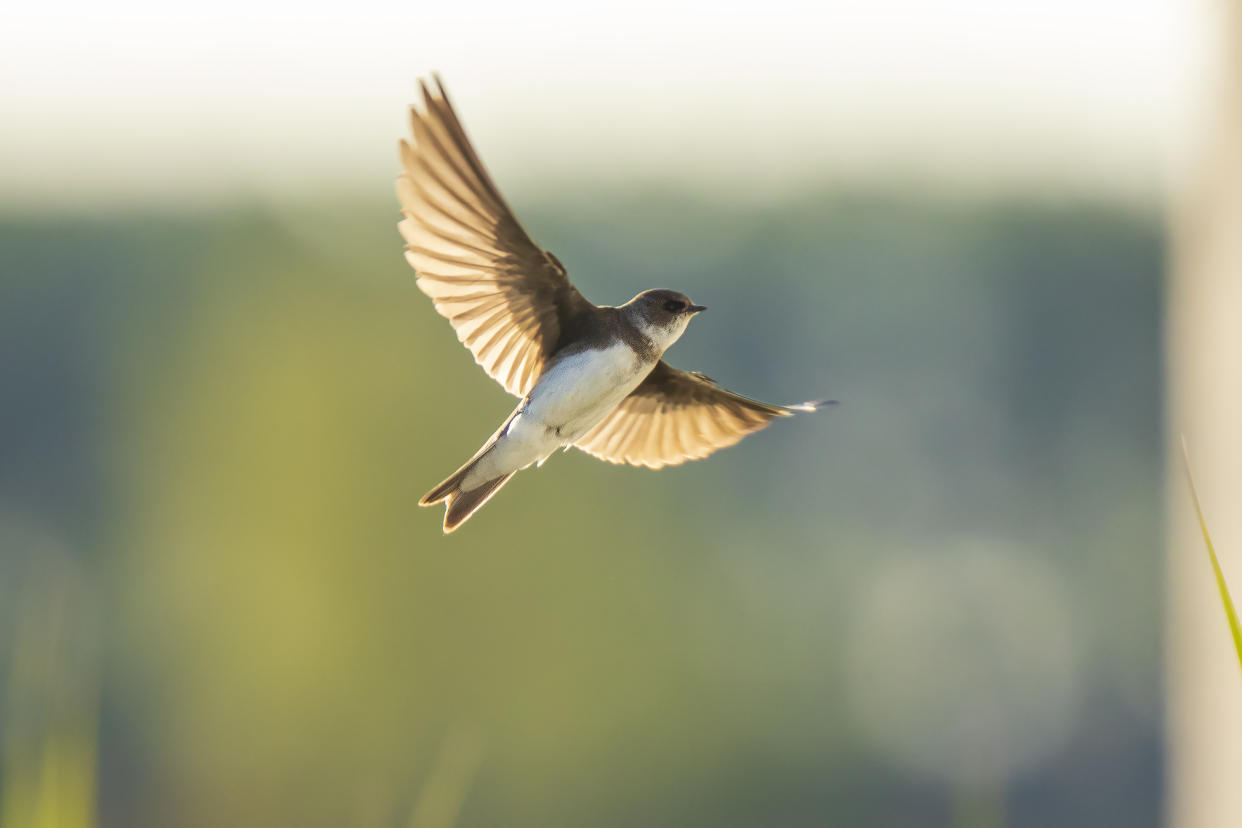 Sand martin, Riparia riparia, also known as bank swallow in flight, building a nest