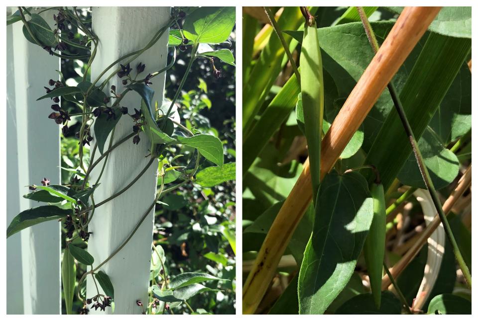 At left, a flowering black swallow wort vine twines around a fence picket in Ipswich in July. At right are the plant's seed pods.