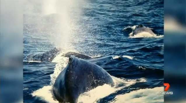 The ocean giants duelled ten kilometeres off the seaway - apparently a fight over a female. Photo: 7News