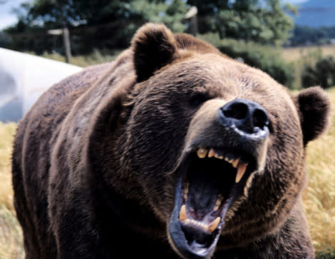 Angry growling bear