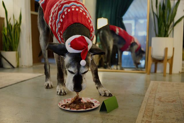 <p>Courtesy of Chewy</p> Riley the Great Dane enjoying the steak dinner provided by Chewy Claus for the dog's early Christmas celebration