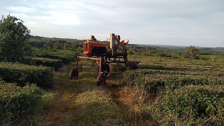 Un tractor de Klingbeil del año 1960 que fue transformado en una cosechadora de té, al que se le elevaron los ejes para trabajar en la chacra