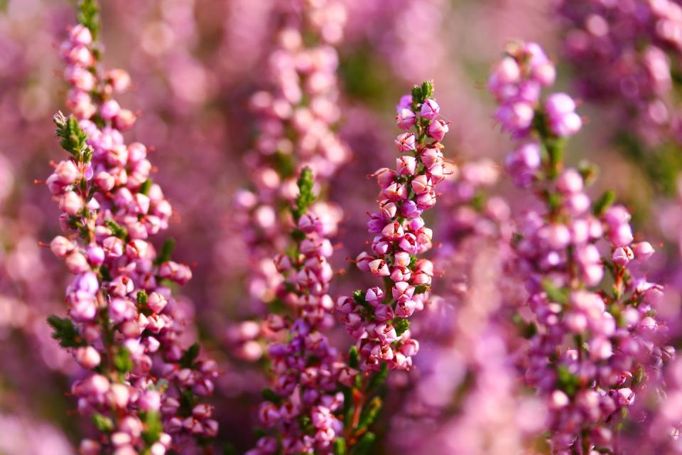 <p>These low-maintenance evergreen bushes are happy-inducing plants that will be certain to boost your wellbeing. While they can be planted in spring, winter-flowering heathers are widely available from <a href="https://www.housebeautiful.com/uk/lifestyle/a23331456/autumn-season-prepare-home/" rel="nofollow noopener" target="_blank" data-ylk="slk:autumn;elm:context_link;itc:0;sec:content-canvas" class="link ">autumn</a> onwards. </p><p><a class="link " href="https://www.dobies.co.uk/flowers/shrubs/flowering-shrubs/summer/calluna-vulgaris-triogirls_mh7653" rel="nofollow noopener" target="_blank" data-ylk="slk:BUY NOW VIA DOBIES;elm:context_link;itc:0;sec:content-canvas">BUY NOW VIA DOBIES</a></p>