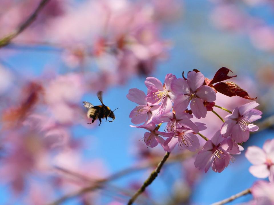 19 March 2023: Undated hanBumblebee nectaring on pink cherry blossom at Sheringham Park in Norfolk (PA)