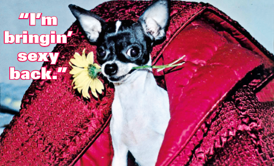 Valentine's Day Jokes: Dog with flower in his mouth saying, 