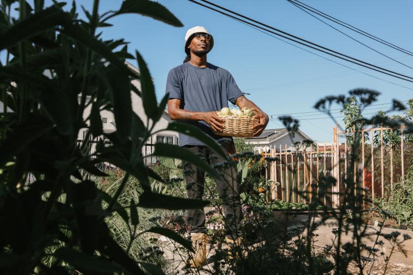 Watts, CA - August 29: Stephen Reid holds passion fruit he harvested from the yard he transformed into a native and drought tolerant habitat with organically grown vegetables at his home on Tuesday, Aug. 29, 2023 in Watts, CA. Reid is an assistant gardener and curator of the rose garden at The Huntington Library. (Dania Maxwell / Los Angeles Times)