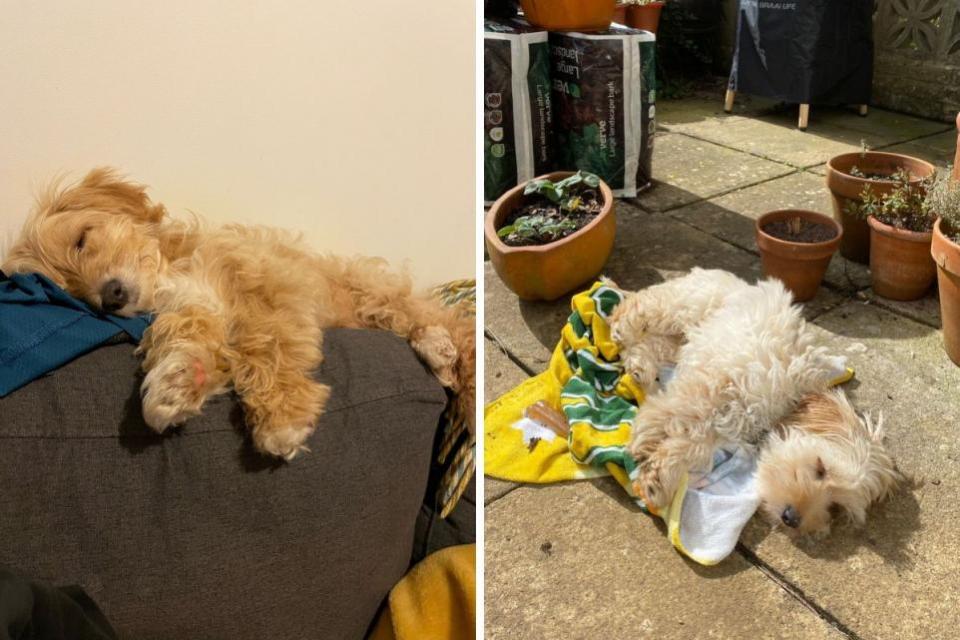 Swindon Advertiser: Arthur, renamed as Jasper, and Rickey in their new homes as one of six doodle-cross pups found abandoned in Wiltshire and rehomed