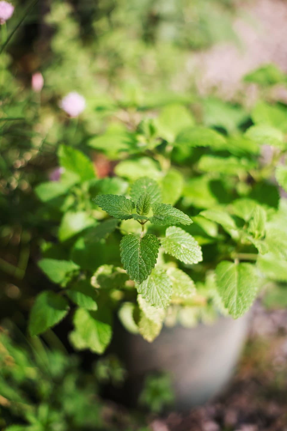 fresh mint growing in concrete pot