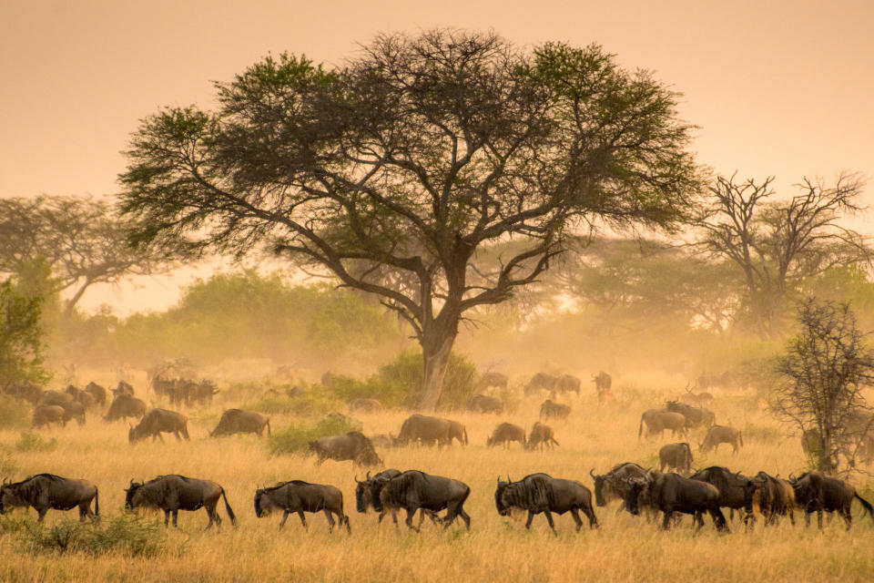 a herd of elephants with a tree in the background